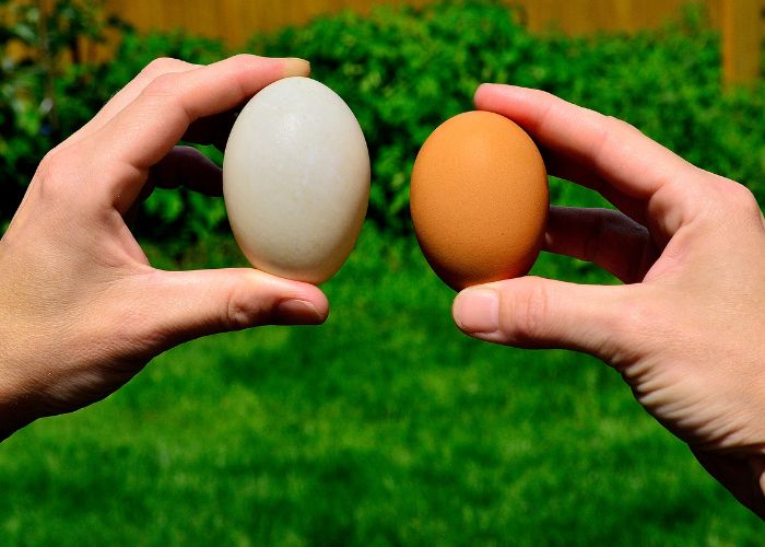 duck eggs vs chicken eggs