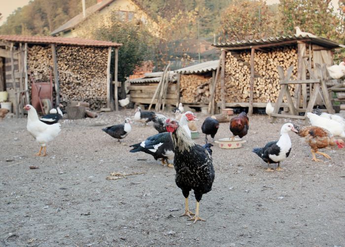 raising ducks vs raising chickens in the backyard