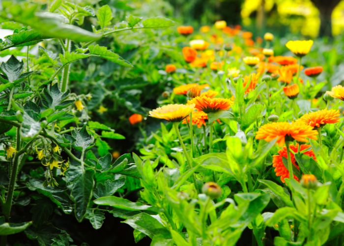 benefits of companion planting