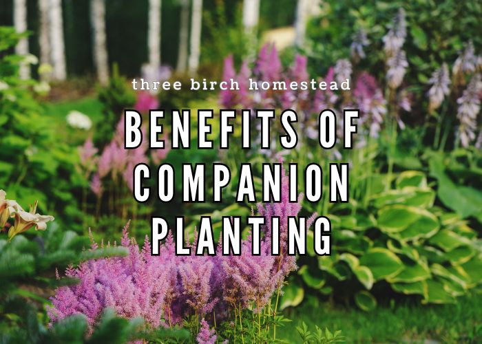 the benefits of companion planting