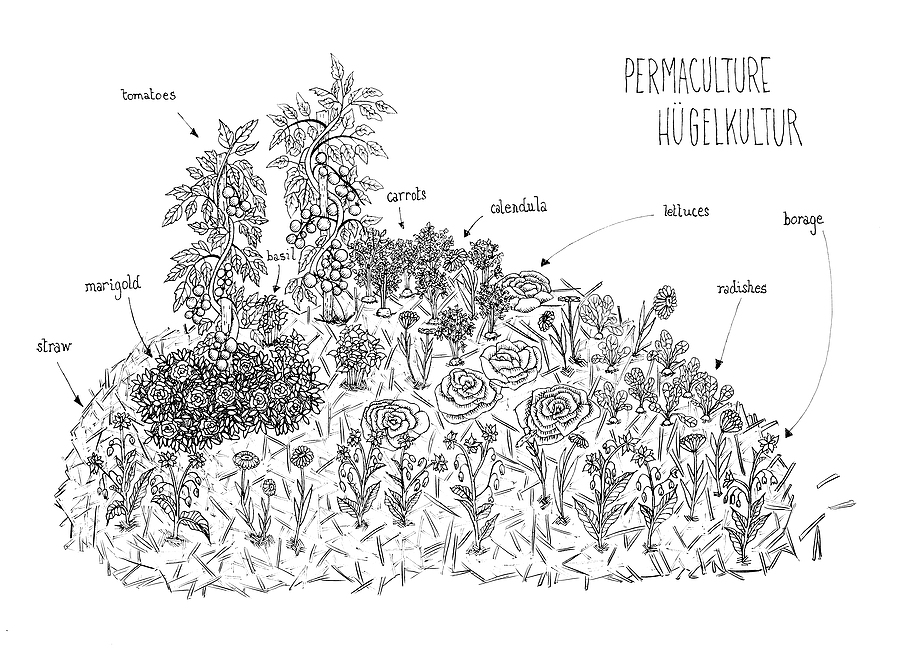 what to grow in a hugelkultur mound