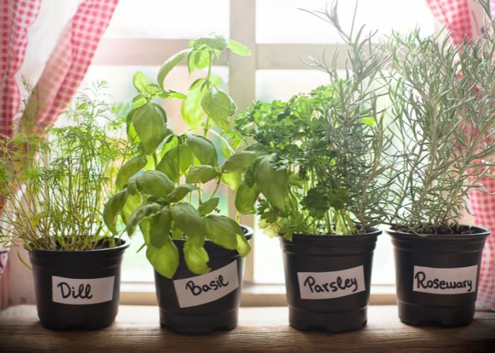 kitchen herb garden