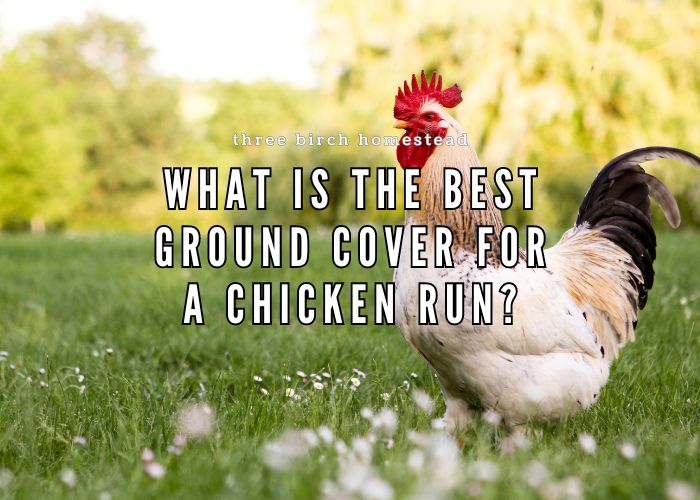 what is the best ground cover for a chicken run